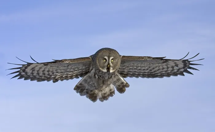 Framed Print : Great Grey Owl (Strix nebulosa)