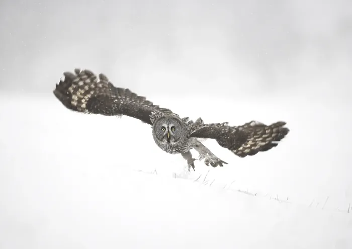 Framed Print : Great Grey Owl (Strix nebulosa)