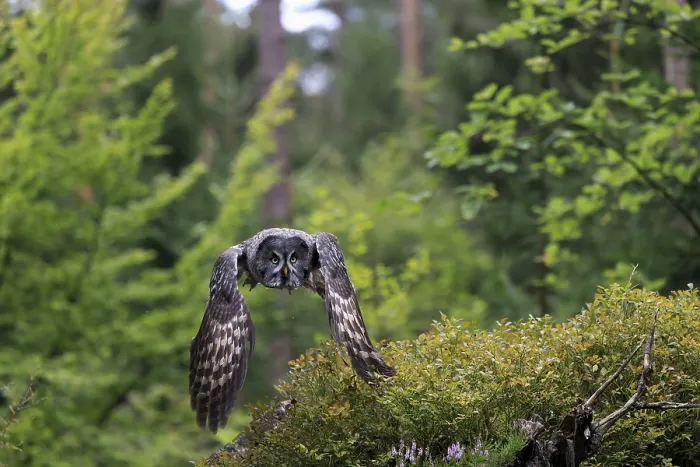 Framed Print : Great Grey Owl (Strix nebulosa)