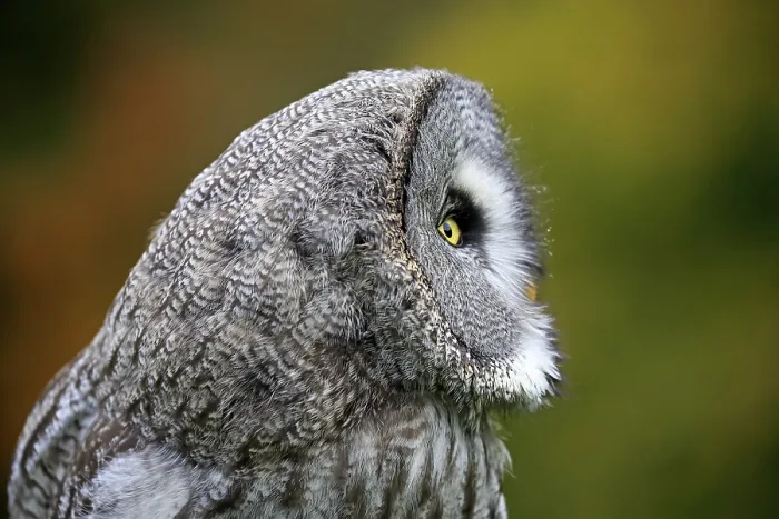 Framed Print : Great Grey Owl (Strix nebulosa)