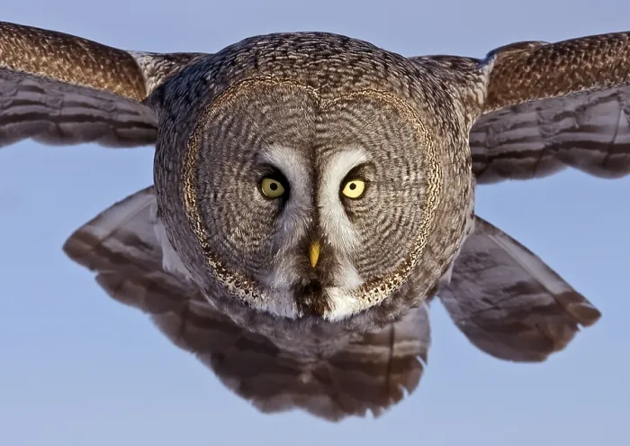 Framed Print : Great Grey Owl (Strix nebulosa) adult Framed Print : Great Grey Owl (Strix nebulosa) adult
