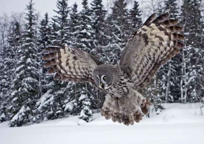 Framed Print : Great Grey Owl (Strix nebulosa) adult Framed Print : Great Grey Owl (Strix nebulosa) adult