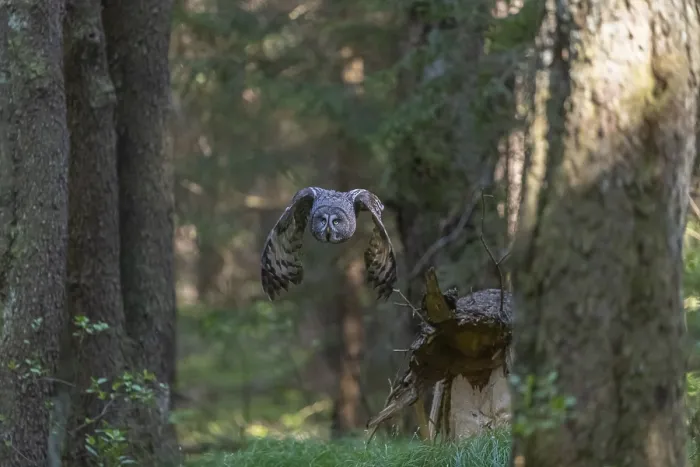 Framed Print : One great grey owl (Strix nebulosa) flying through a forest