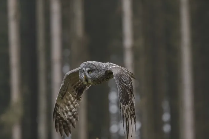 Framed Print : One great grey owl (Strix nebulosa) flying through a spruce forest