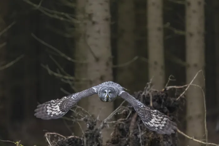 Framed Print : One great grey owl (Strix nebulosa) flying through a spruce forest
