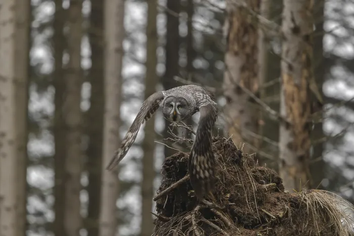 Framed Print : One great grey owl (Strix nebulosa) flying through a spruce forest