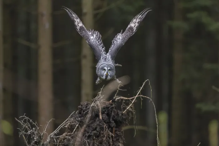 Framed Print : One great grey owl (Strix nebulosa) flying through a spruce forest