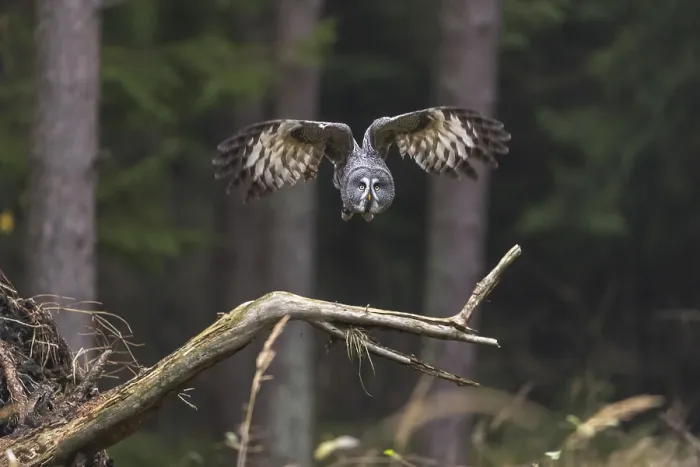 Framed Print : One great grey owl (Strix nebulosa) flying through a spruce forest
