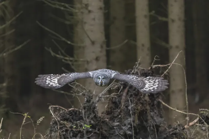 Framed Print : One great grey owl (Strix nebulosa) flying through a spruce forest