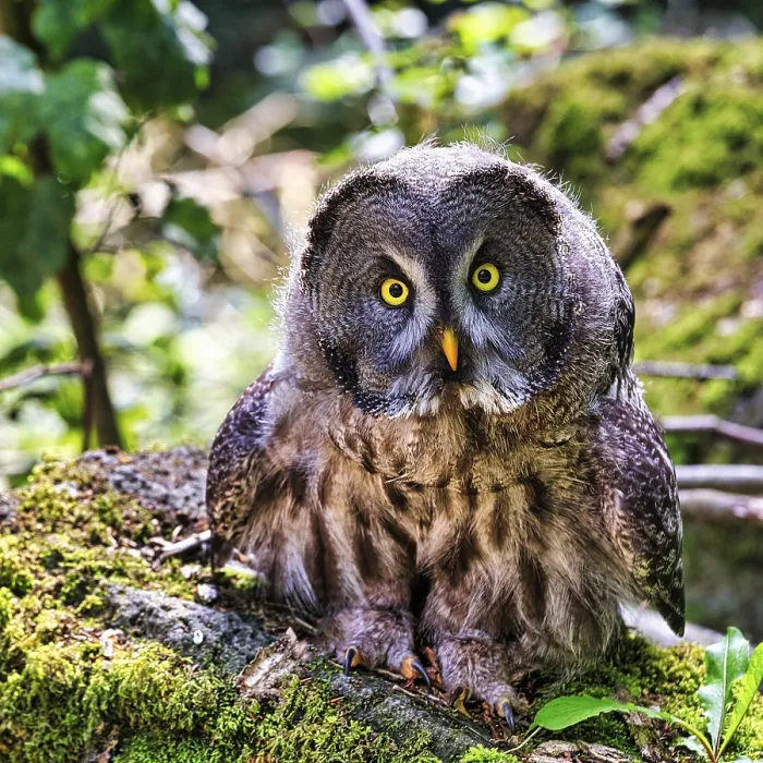 Framed Print : Great Grey Owl (Strix nebulosa) on forest floor Framed Print : Great Grey Owl (Strix nebulosa) on forest floor