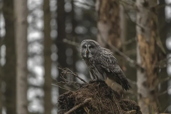 Framed Print : One great grey owl (Strix nebulosa) sitting on the root of a fallen spruce tree