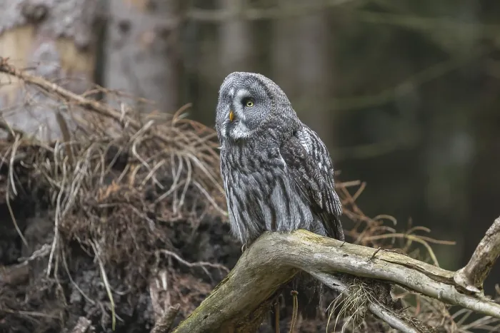 Framed Print : One great grey owl (Strix nebulosa) sitting on the root of a fallen spruce tree