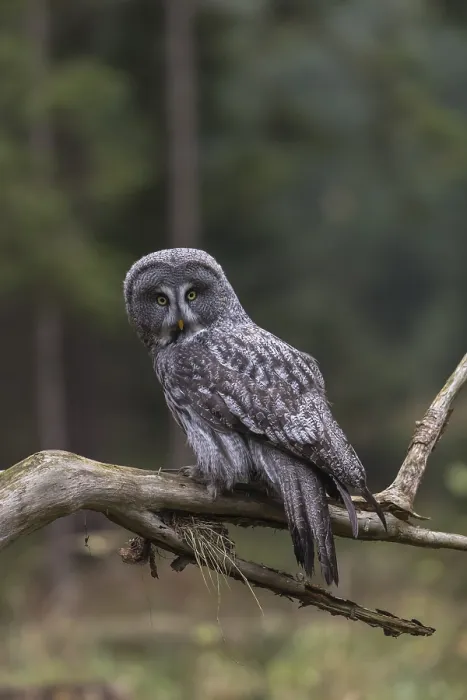 Framed Print : One great grey owl (Strix nebulosa) sitting on the root of a fallen spruce tree