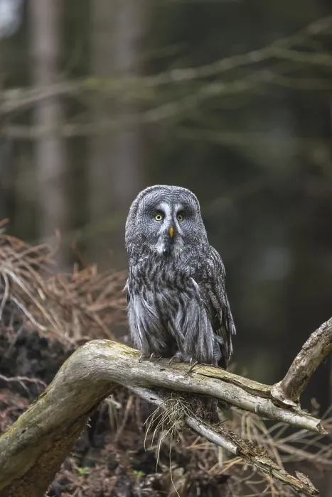 Framed Print : One great grey owl (Strix nebulosa) sitting on the root of a fallen spruce tree Framed Print : One great grey owl (Strix nebulosa) sitting on the root of a fallen spruce tree