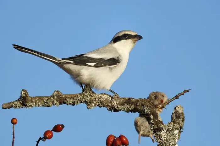 Framed Print : Great Grey Shrike (Lanius excubitor) with bag
