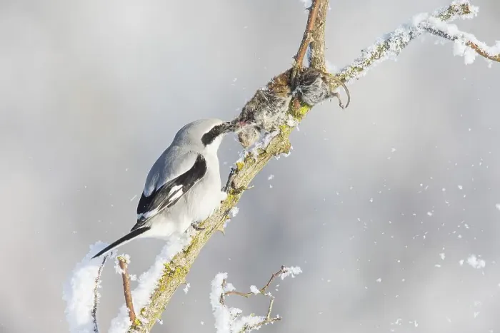 Framed Print : Great Grey Shrike (Lanius excubitor) feeding on impaled mouse in winter Framed Print : Great Grey Shrike (Lanius excubitor) feeding on impaled mouse in winter