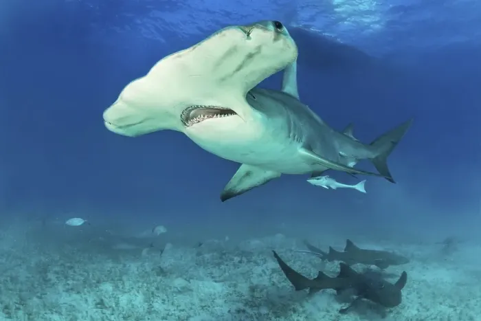 Framed Print : Great hammerhead shark (Sphyrna mokarran) with nurse sharks