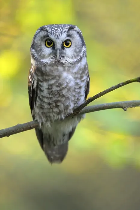 Framed Print : Great Horned Owl, adult, October