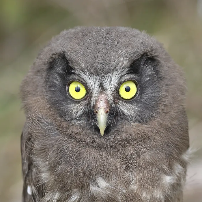Framed Print : Great horned owl (Aegolius funereus) Framed Print : Great horned owl (Aegolius funereus)