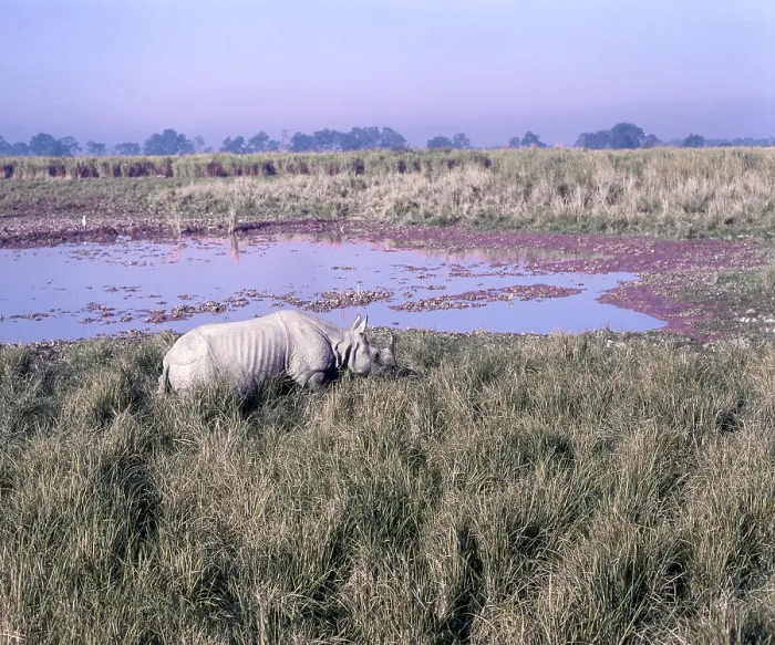 Framed Print : Great Indian one horned Rhinoceros (Rhinoceros unicornis) in Kazirznga National Park