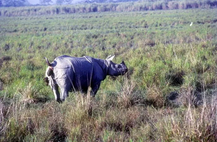 Framed Print : The Great Indian one, Horned Rhinoceros pooping in a forest