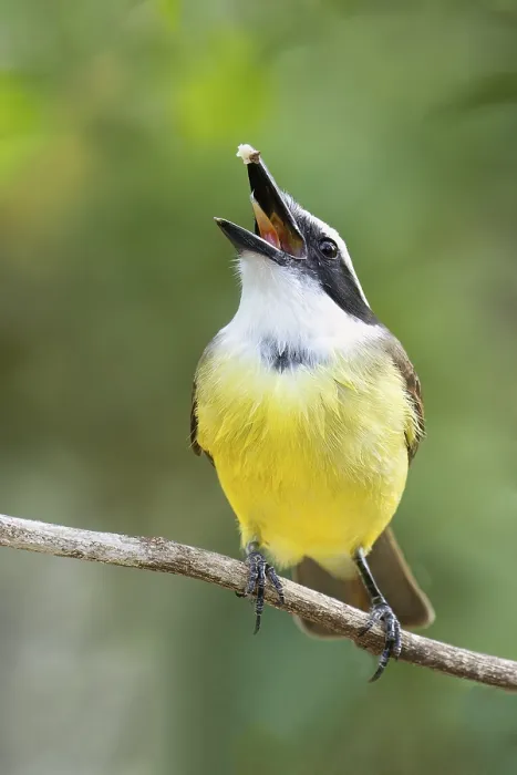 Framed Print : Great Kiskadee (Pitangus sulphuratus) Framed Print : Great Kiskadee (Pitangus sulphuratus)
