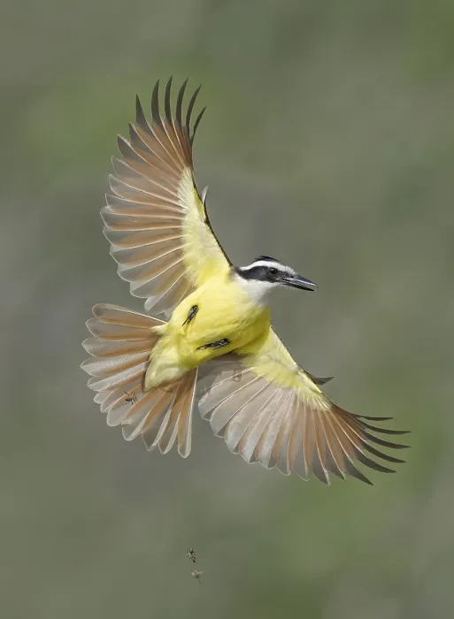 Framed Print : Great Kiskadee (Pitangus sulphuratus) flying