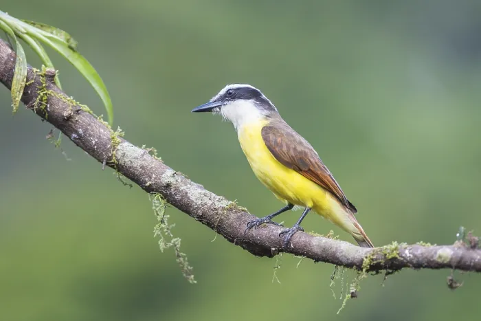 Framed Print : Great kiskadee (Pitangus sulphuratus) sitting on branch