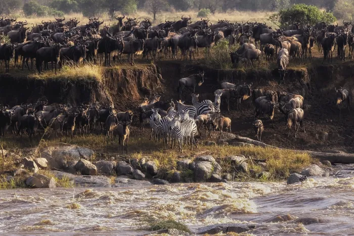 Framed Print : The Great Migration, wildebeest and zebras gather at a river's edge to migrate through the African savanna