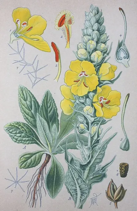 Framed Print : Great mullein (Verbascum thapsus) Framed Print : Great mullein (Verbascum thapsus)