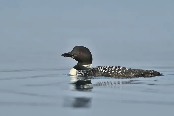 Framed Print : Great Northern Loon (Gavia immer) Framed Print : Great Northern Loon (Gavia immer)