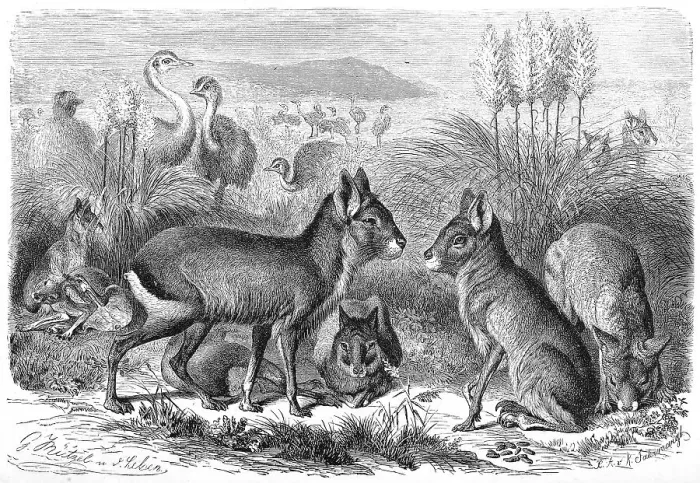 Framed Print : Great patagonian mara (Dolichotis patagonum) Framed Print : Great patagonian mara (Dolichotis patagonum)