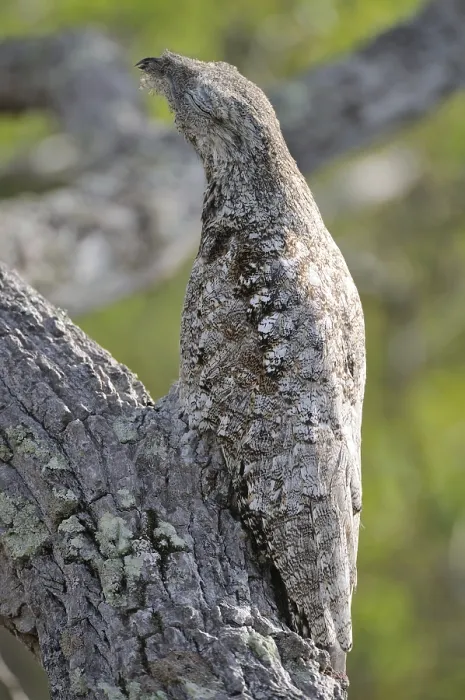 Framed Print : Great Potoo (Nyctibius grandis) Framed Print : Great Potoo (Nyctibius grandis)