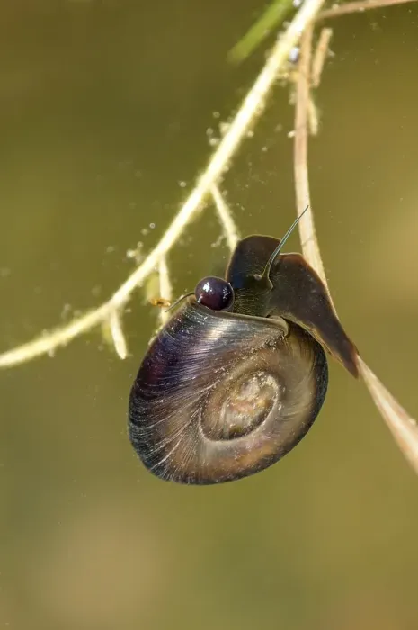 Framed Print : Great Ramshorn Snail (Planorbarius corneus)