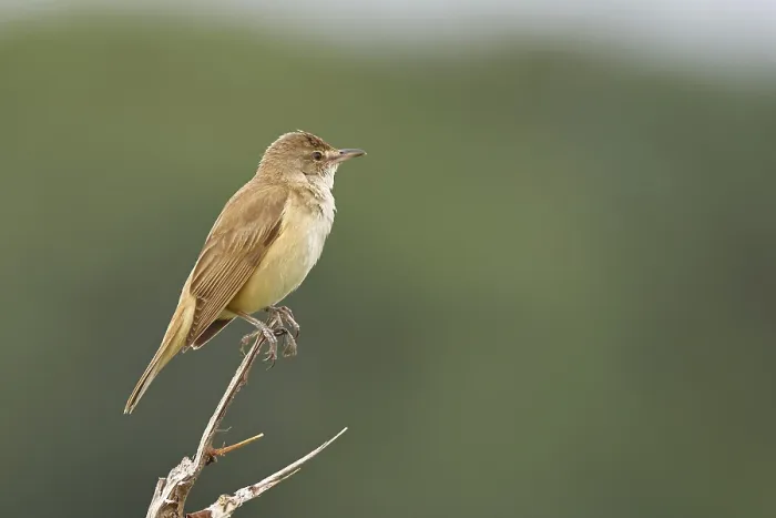 Framed Print : Great Reed Warbler (Acrocephalus arundinaceus)
