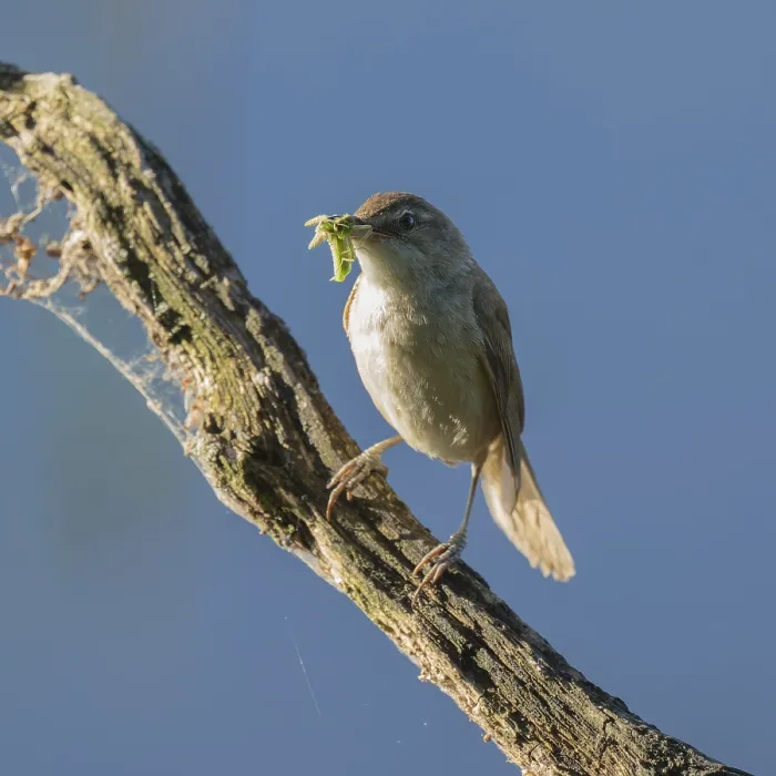 Framed Print : Great Reed Warbler (Acrocephalus arundinaceus) with food in its beak standing on an old branch