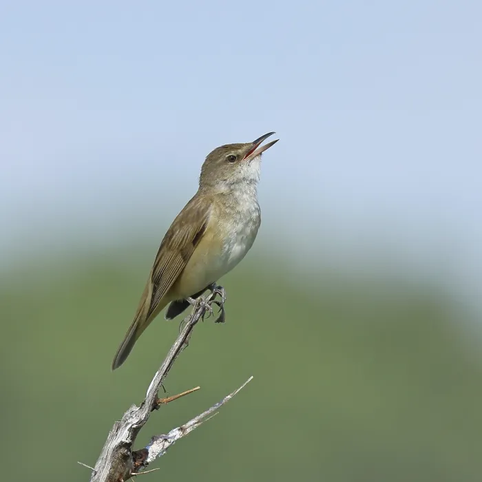 Framed Print : Great Reed Warbler (Acrocephalus arundinaceus) with open beak