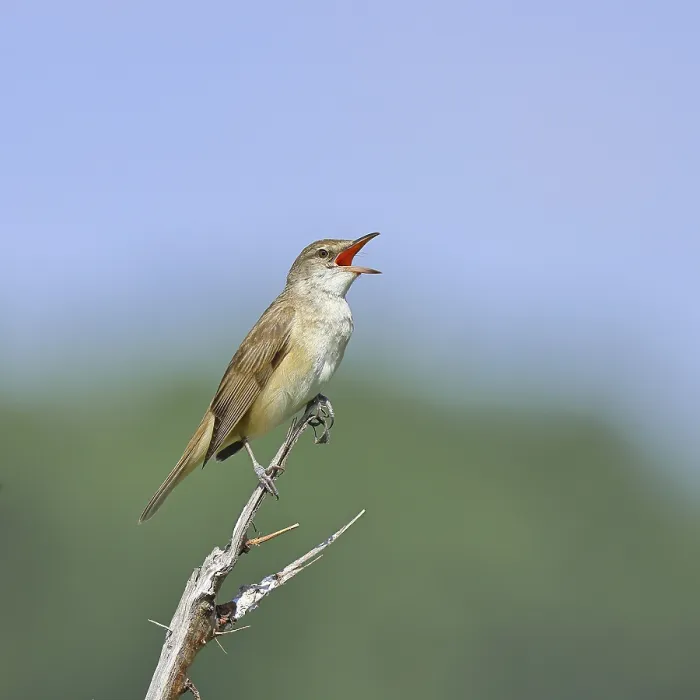 Framed Print : Great Reed Warbler (Acrocephalus arundinaceus) with open beak