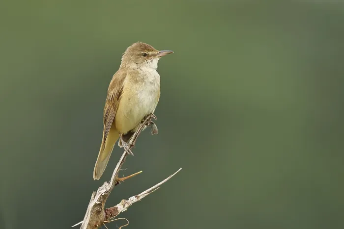 Framed Print : Great Reed Warbler (Acrocephalus arundinaceus) sitting on a twig