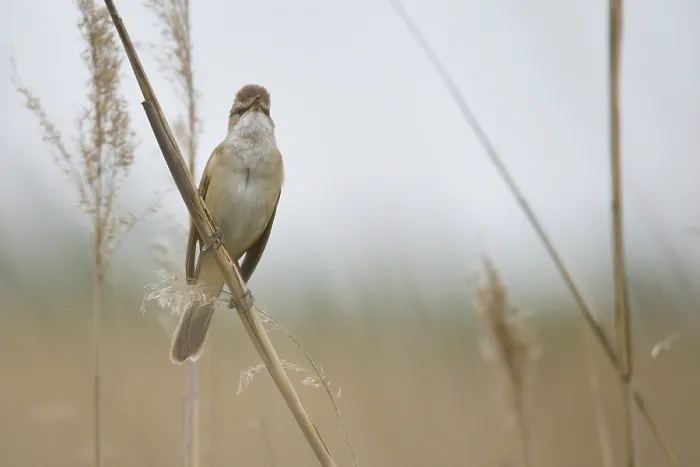 Framed Print : Great reed warbler (Acrocephalus arundinaceus) in spring