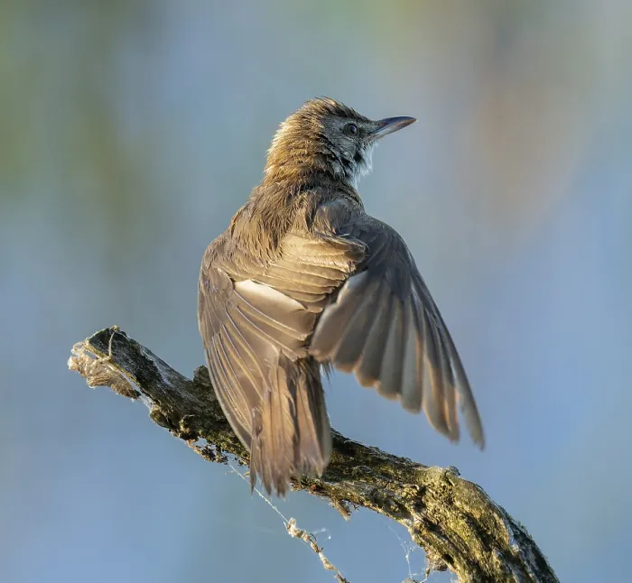 Framed Print : Great Reed Warbler (Acrocephalus arundinaceus) standing on an old branch and spreading its wings