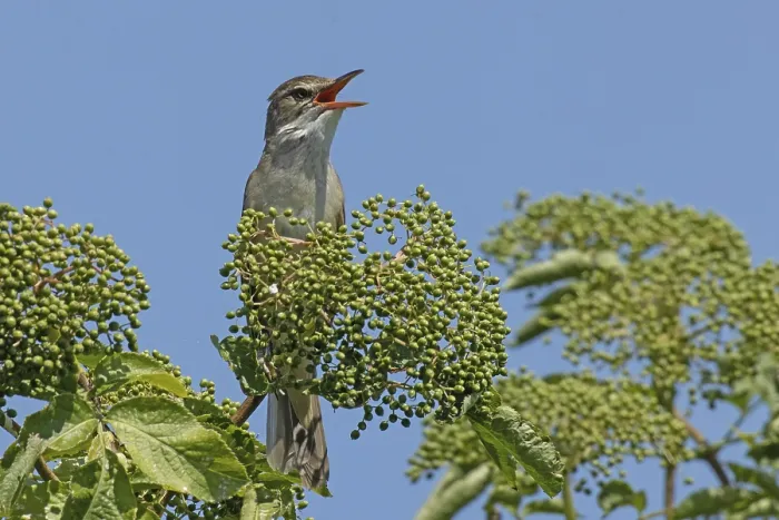 Framed Print : Great Reed Warbler with open beak sitting on branch with green leaves