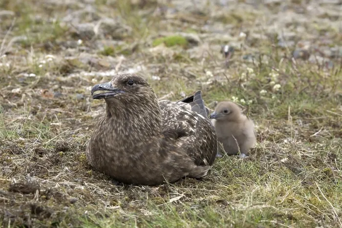 Framed Print : Great Skua (Stercorarius skua) with chick, Iceland