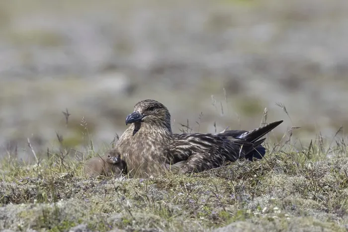 Framed Print : Great skua (Stercorarius skua) with chick nesting on the tundra in summer