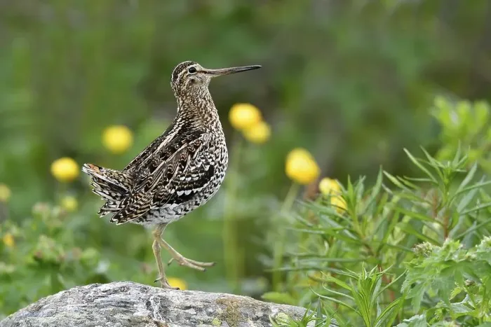 Framed Print : Great snipe (Gallinago media), male