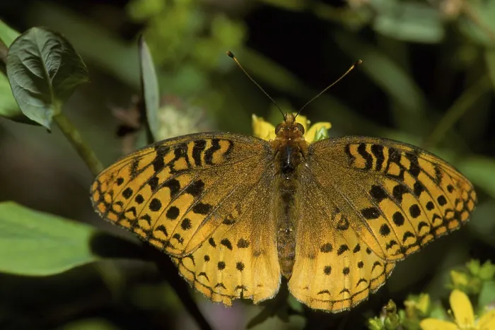 Framed Print : Great Spangled Fritillary (Speyeria cybele) with bird tear