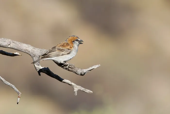 Framed Print : Great Sparrow (Passer motitensis), Namibia, Africa