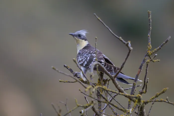 Framed Print : Great Spotted Cuckoo (Clamator glandarius)