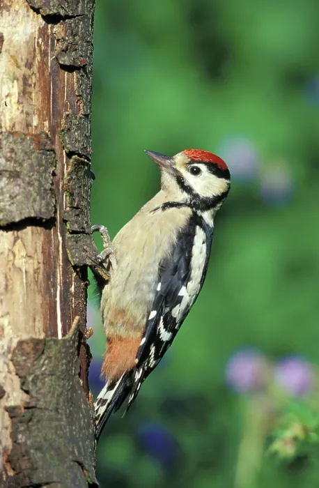 Framed Print : Great spotted woodpecker Framed Print : Great spotted woodpecker