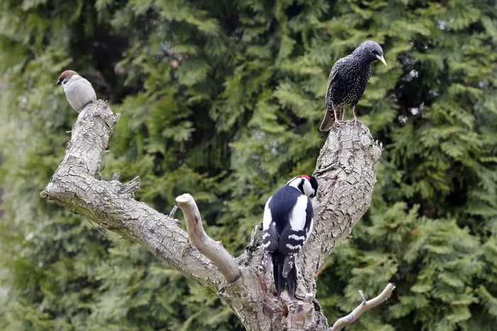 Framed Print : Great Spotted Woodpecker and Common Starling looking for food